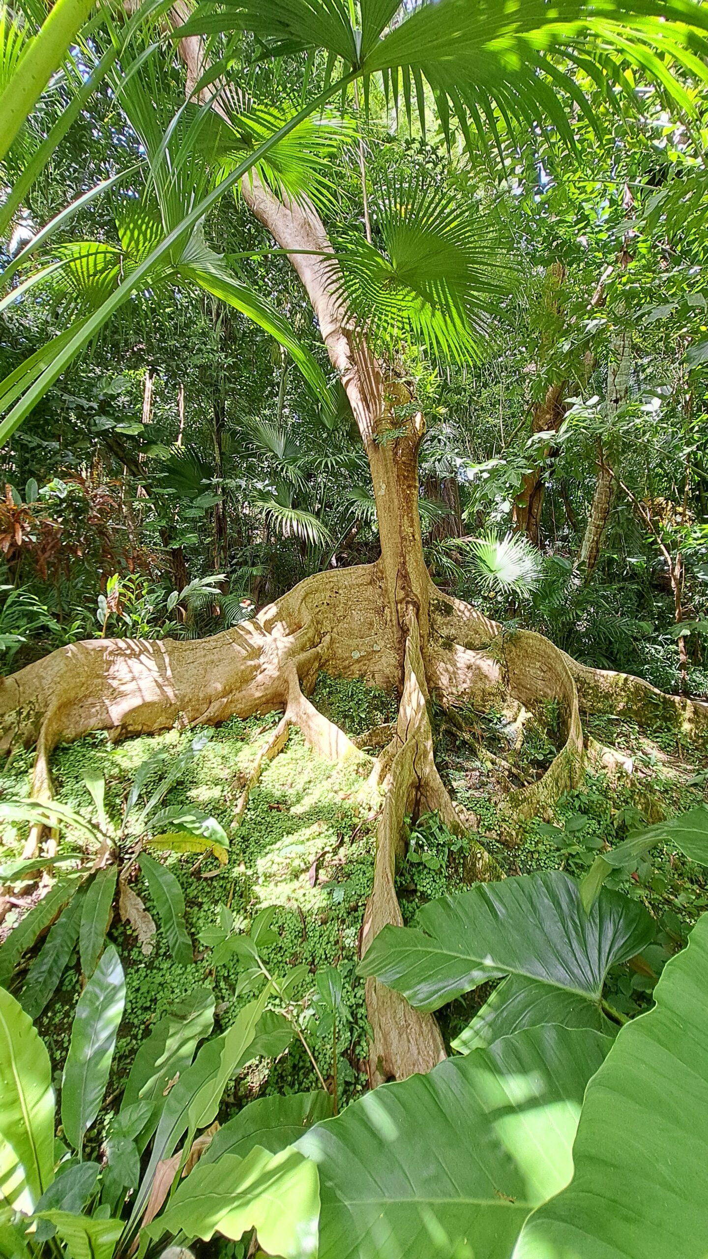 MADRES POR EL MUNDO: un jardín en Barbados